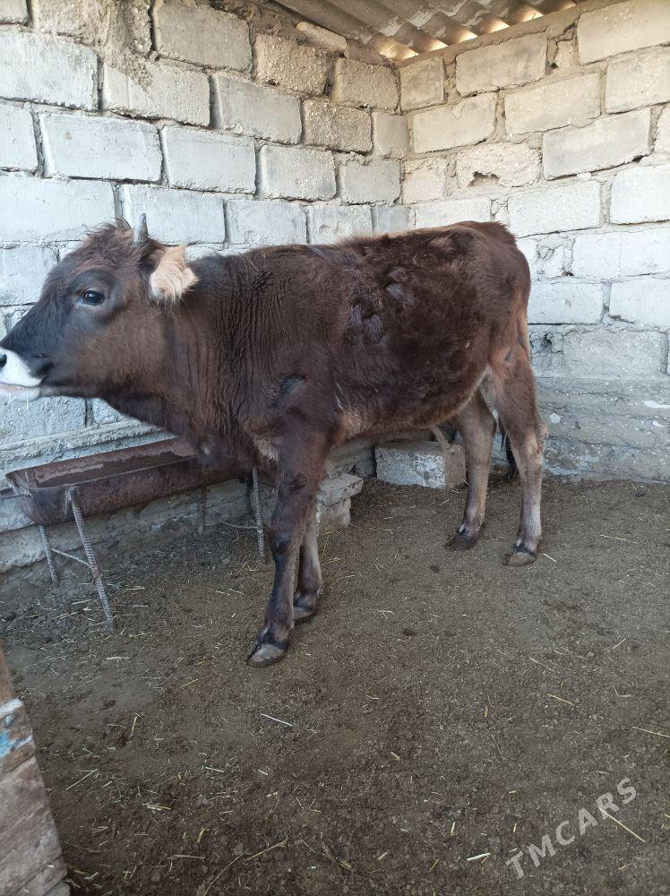 sygyr - Эсенгулы - img 1