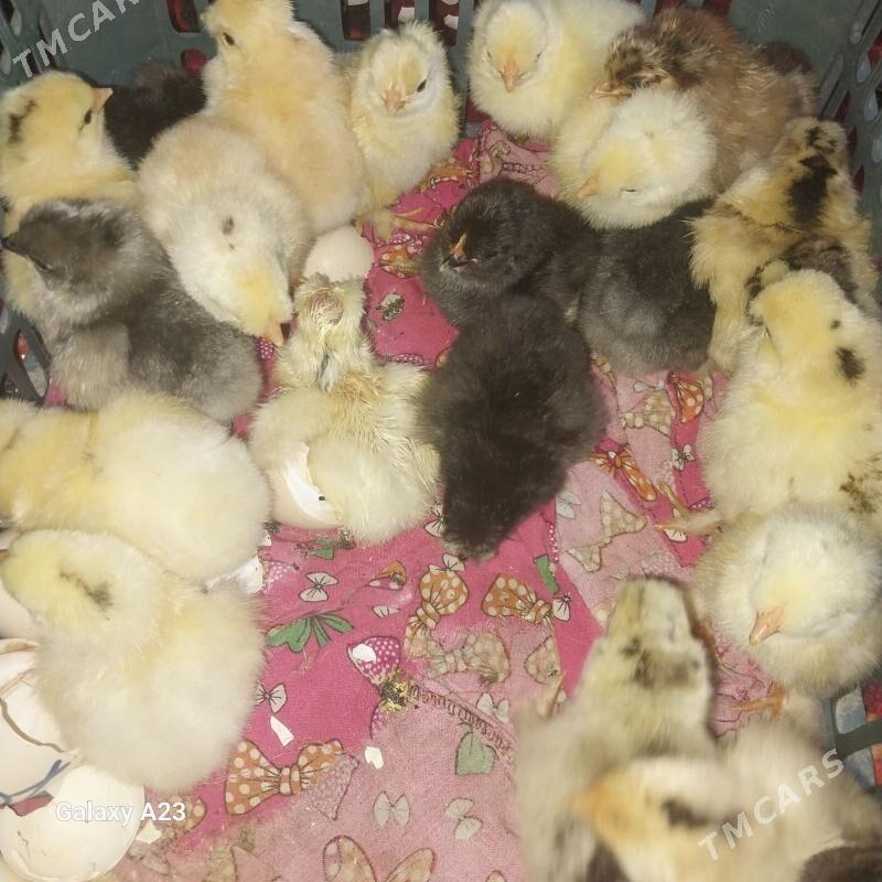 JUJELER 2 3 broller - Kerki - img 1