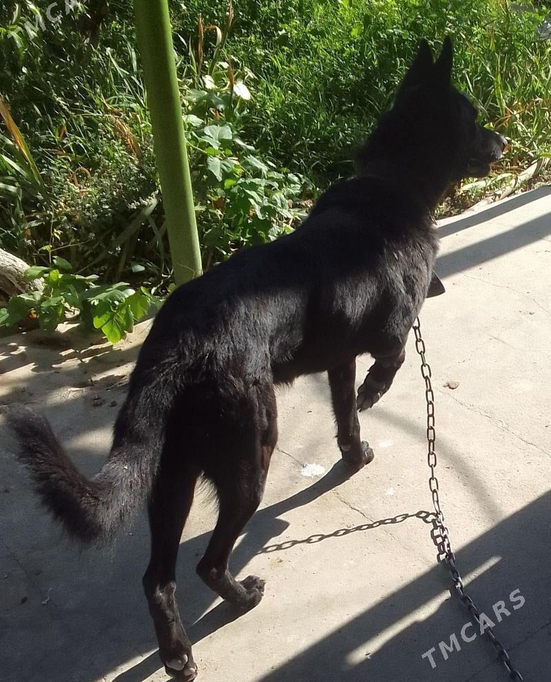 Щенки немецкой овчарки - Туркменабат - img 1