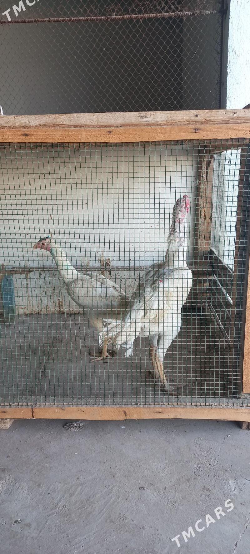 Tasgent horaz - Херрикгала - img 1