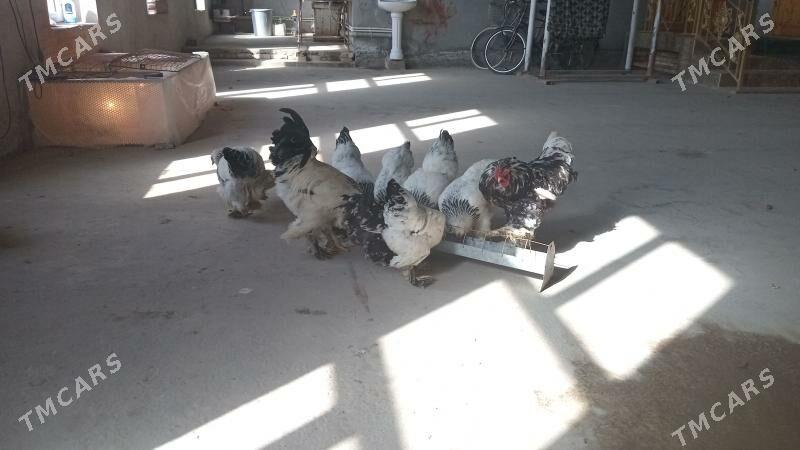 brama towuk horaz arginal - Чарджоу - img 1