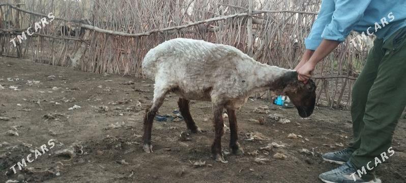 goyun we issek tokly - Каракумский этрап - img 1