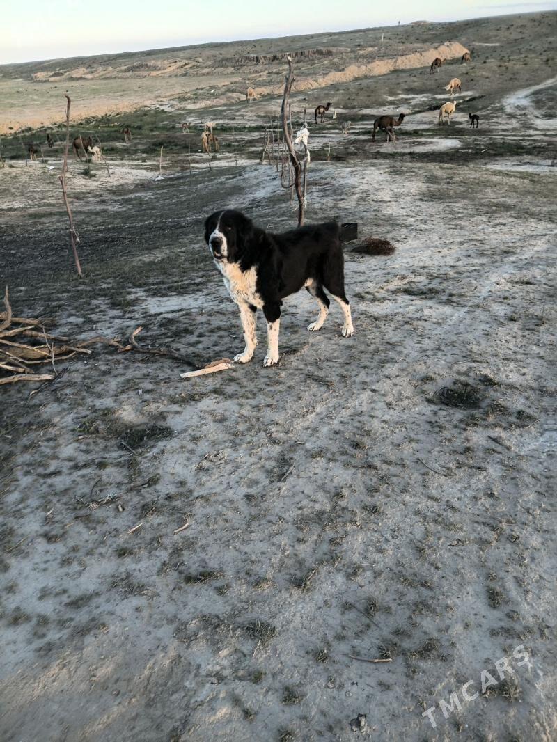 alabay - Etrek - img 1