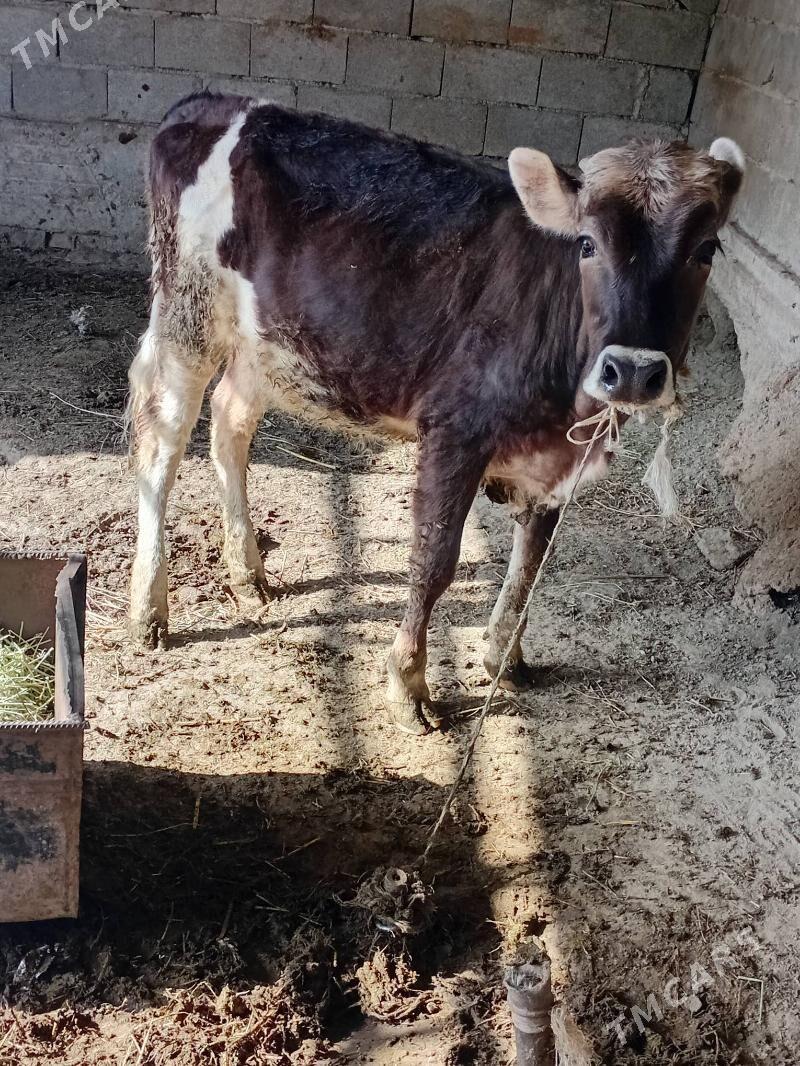 Tüwe - Bäherden - img 1