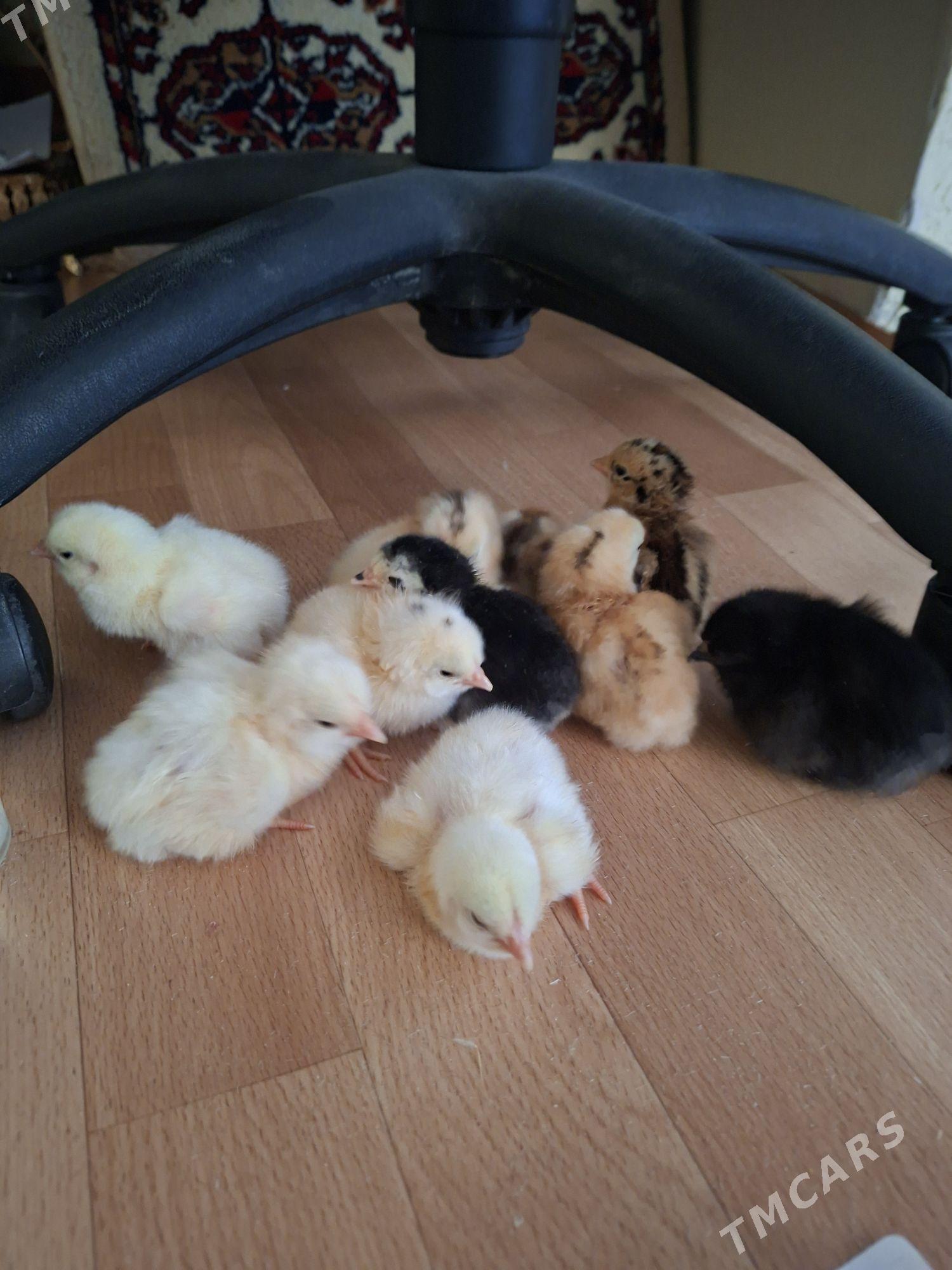 Juyje - Туркменбаши - img 1