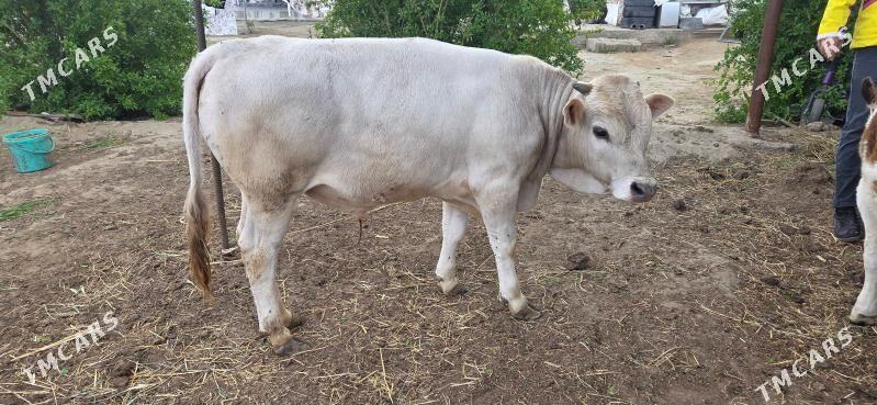 Okuz - Gökdepe - img 1