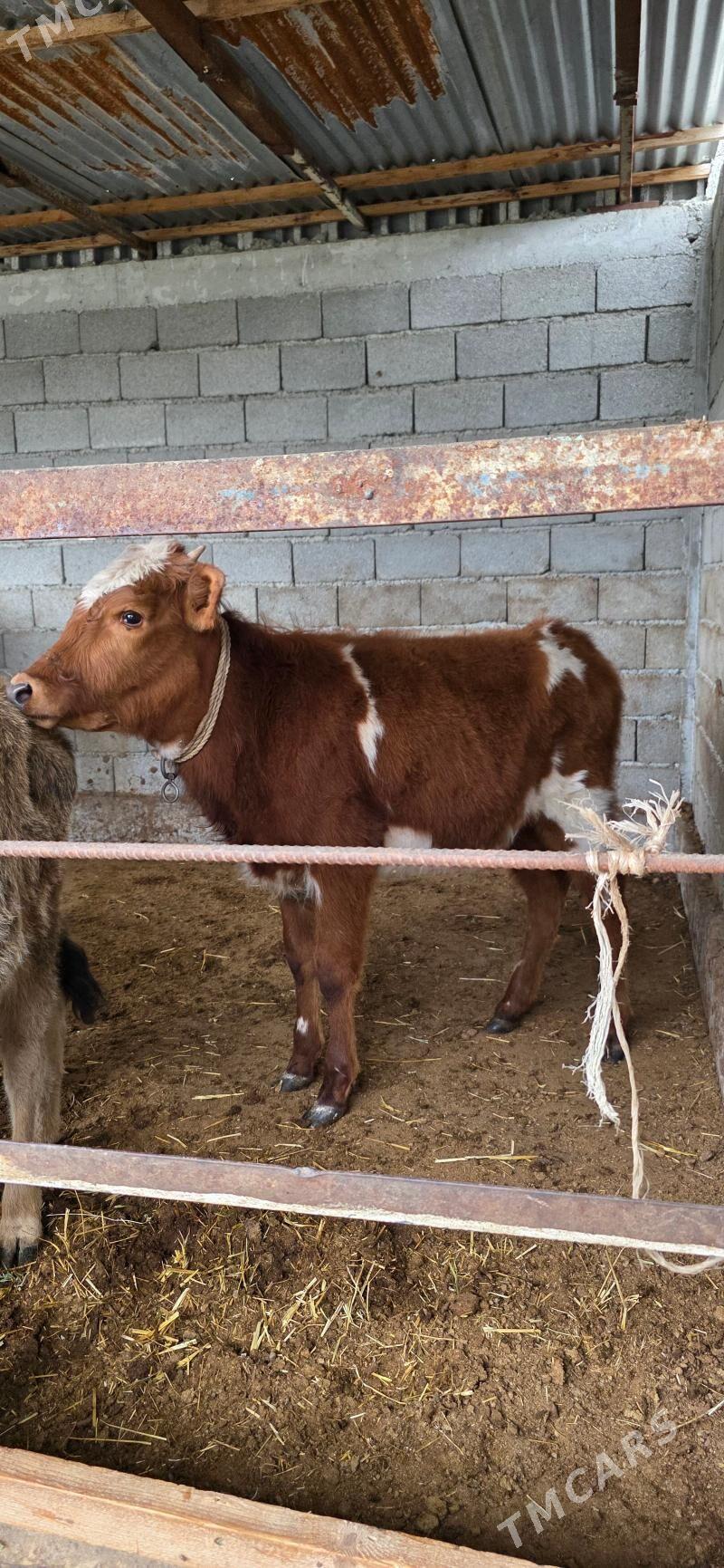 tuwe - Гёкдепе - img 1