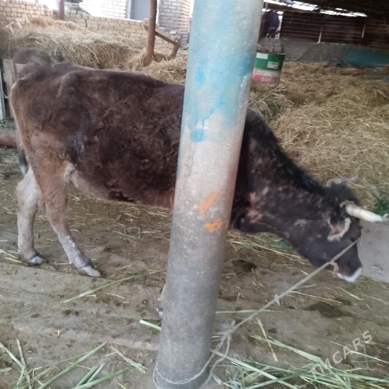 sygyr - Ak bugdaý etraby - img 1