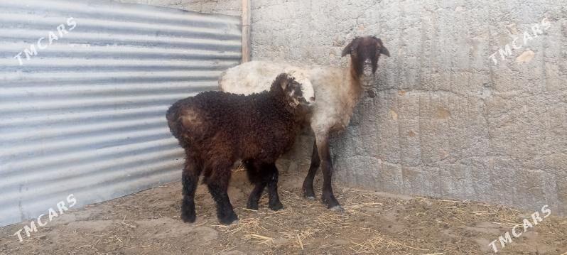 Guzly goýun - Bäherden - img 1