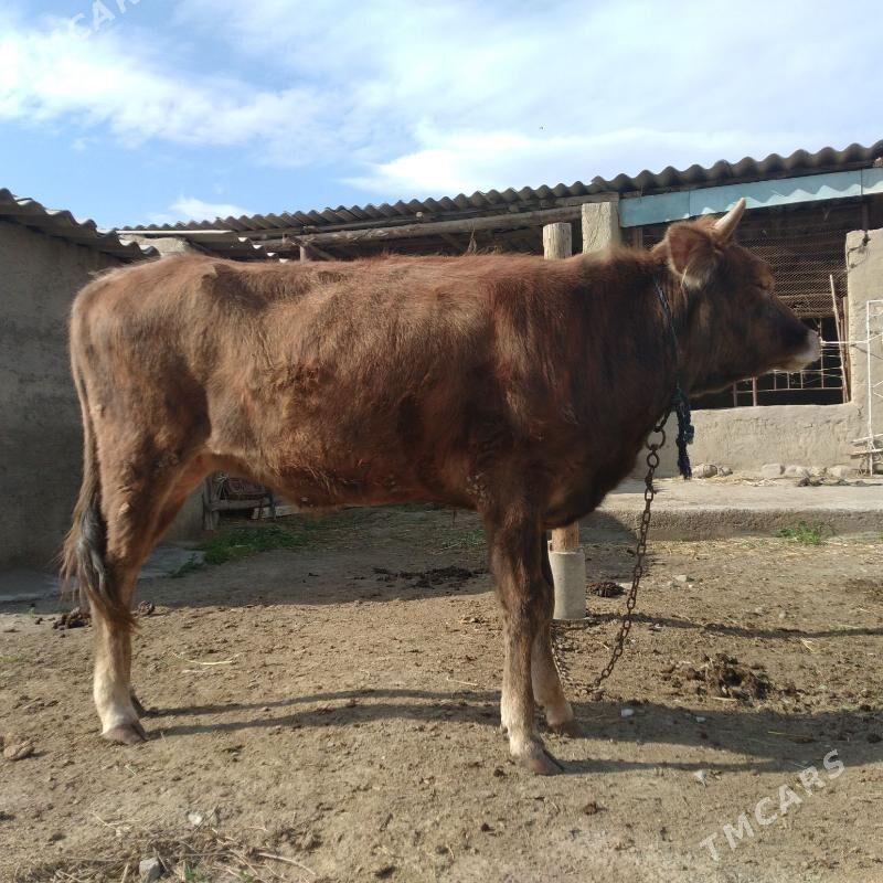 Tüwe - Bäherden - img 1