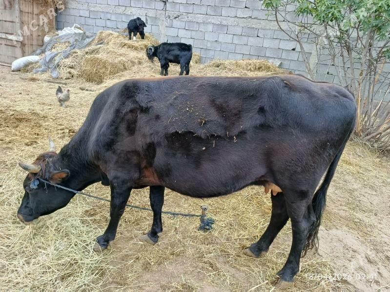 sygyr - Bagyr - img 1