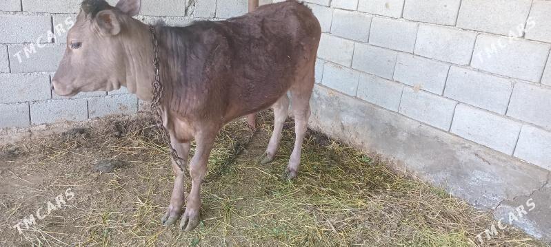 Swes tüwe göle. - Гёкдепе - img 1