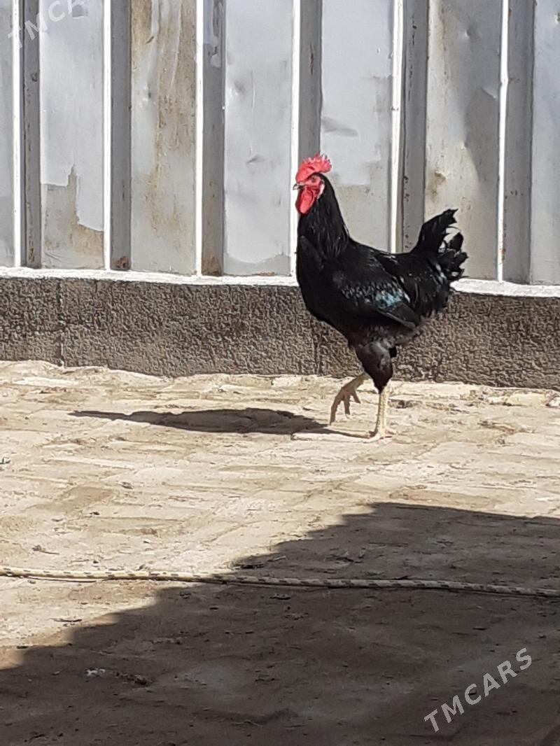 gigant towuk - Sakarçäge - img 1