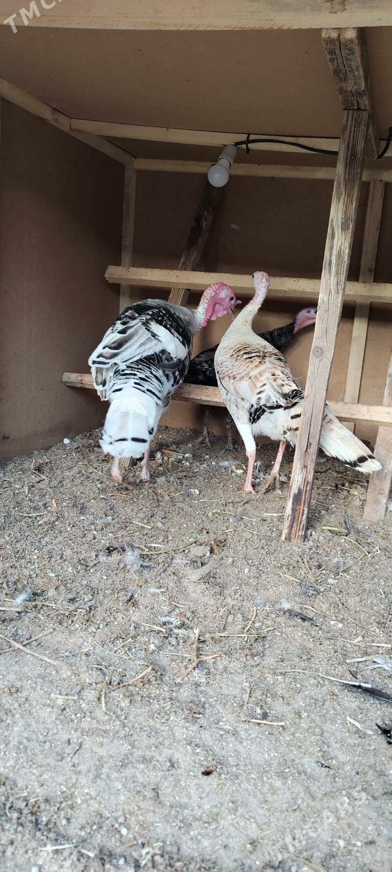 induk - Анев - img 1