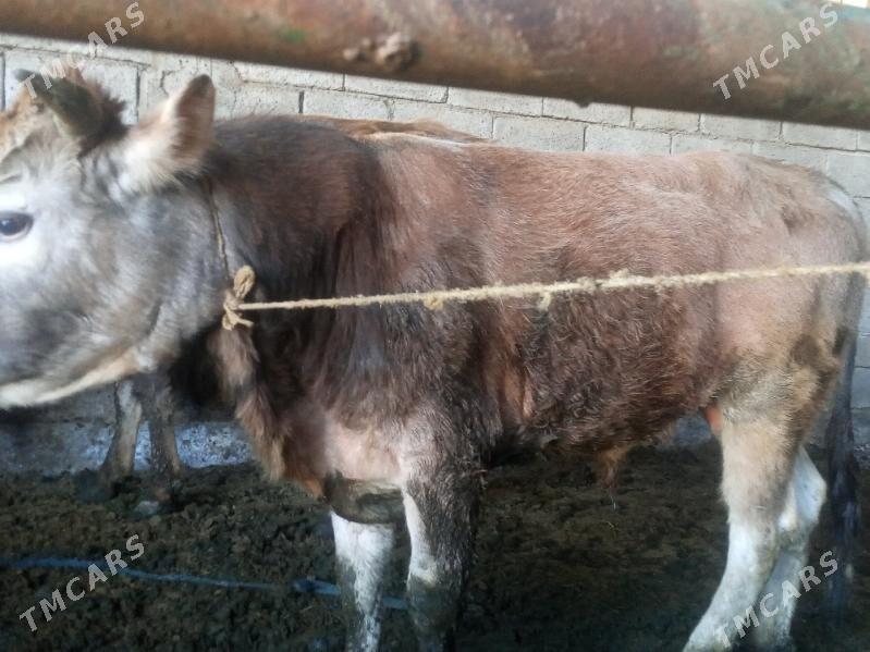 Öküz - Ak bugdaý etraby - img 1