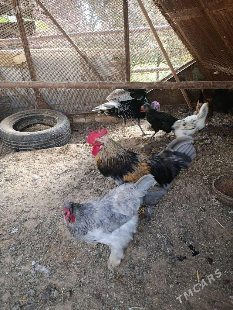 erkek induk - Сакарчага - img 1