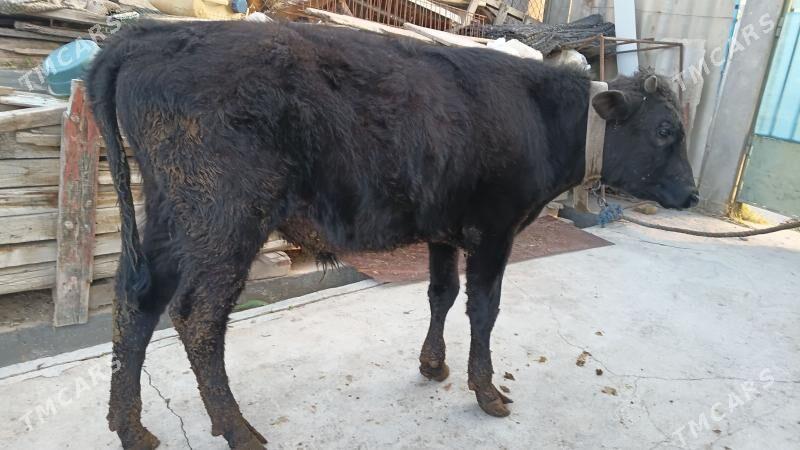 oküz - Bagyr - img 1