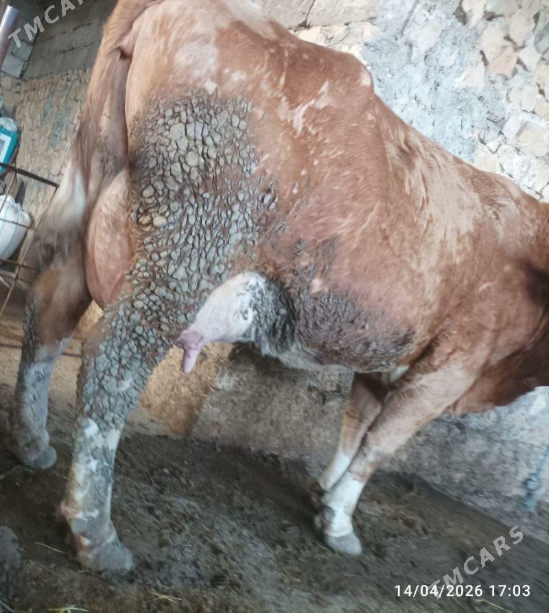 Tatar semental sygyrla - Köýtendag - img 1