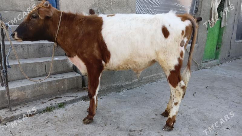 oküz - Багир - img 1