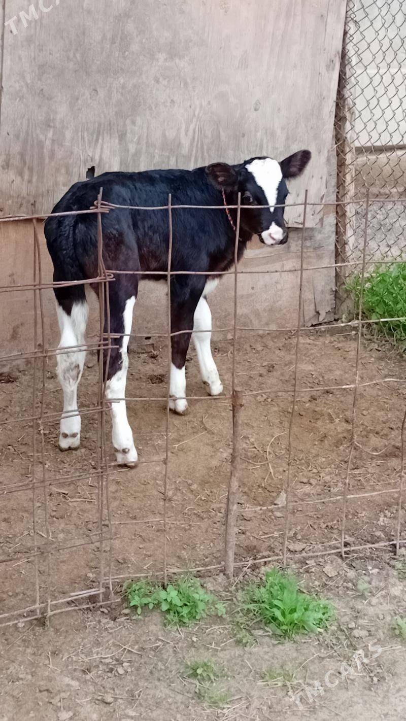 ARGINAL GALIŞDEÝIN ÖKÜZ - Büzmeýin - img 1