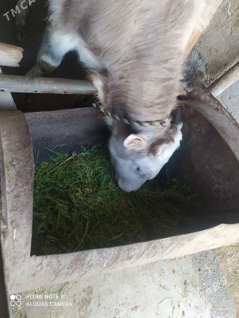 okuz - Bäherden - img 1