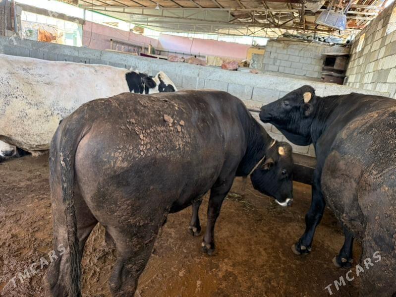 bakylan öküz - Garadamak Şor - img 1