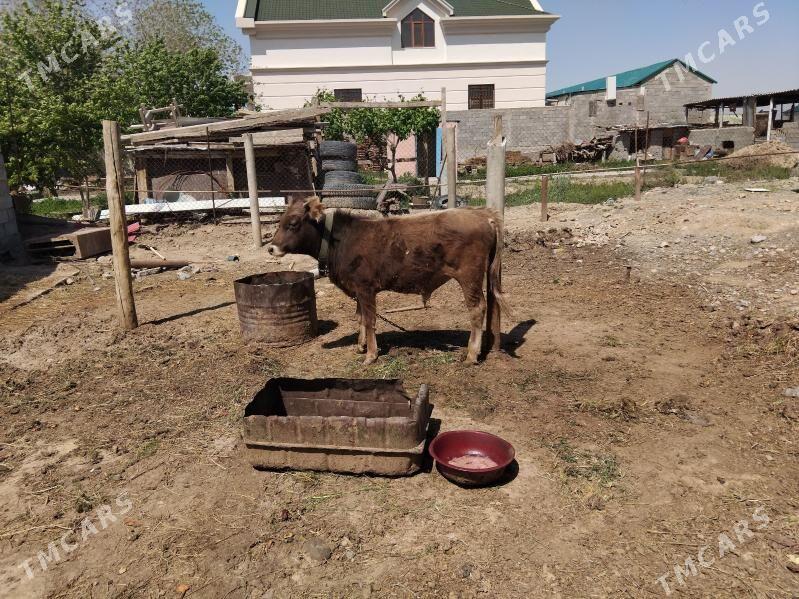 ŞWES TOHIM OKÜZ - Ашхабад - img 1