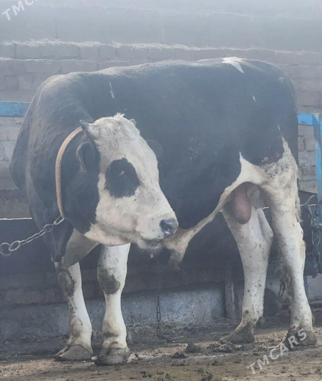 Okuz - Bäherden - img 1