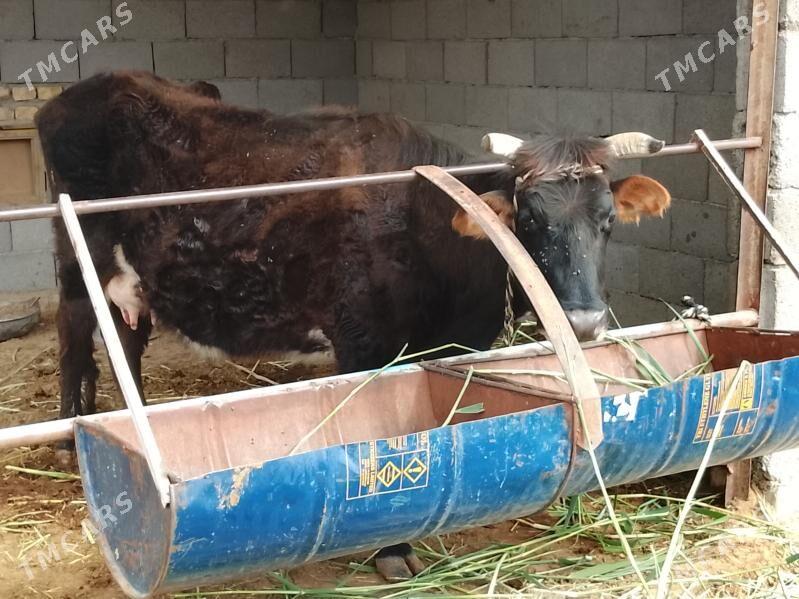 goleli sygyr - Мары - img 1