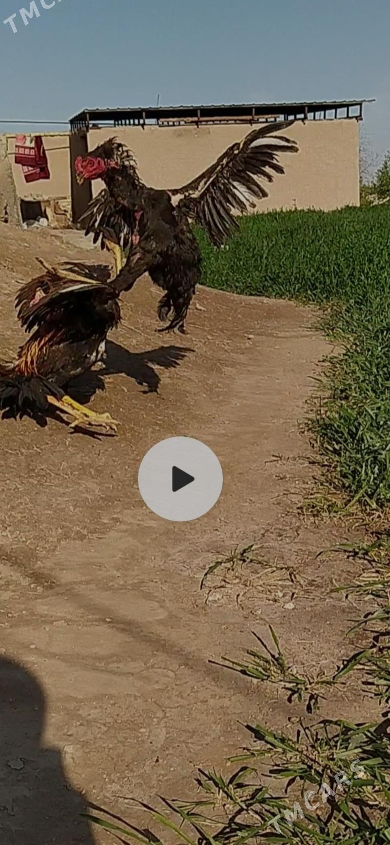 horaz - Шабатский этрап - img 1