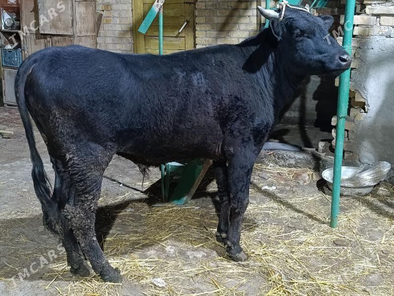 OKUZ - Türkmenabat - img 1