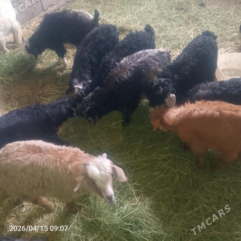 çebiş - Gyzylarbat - img 1