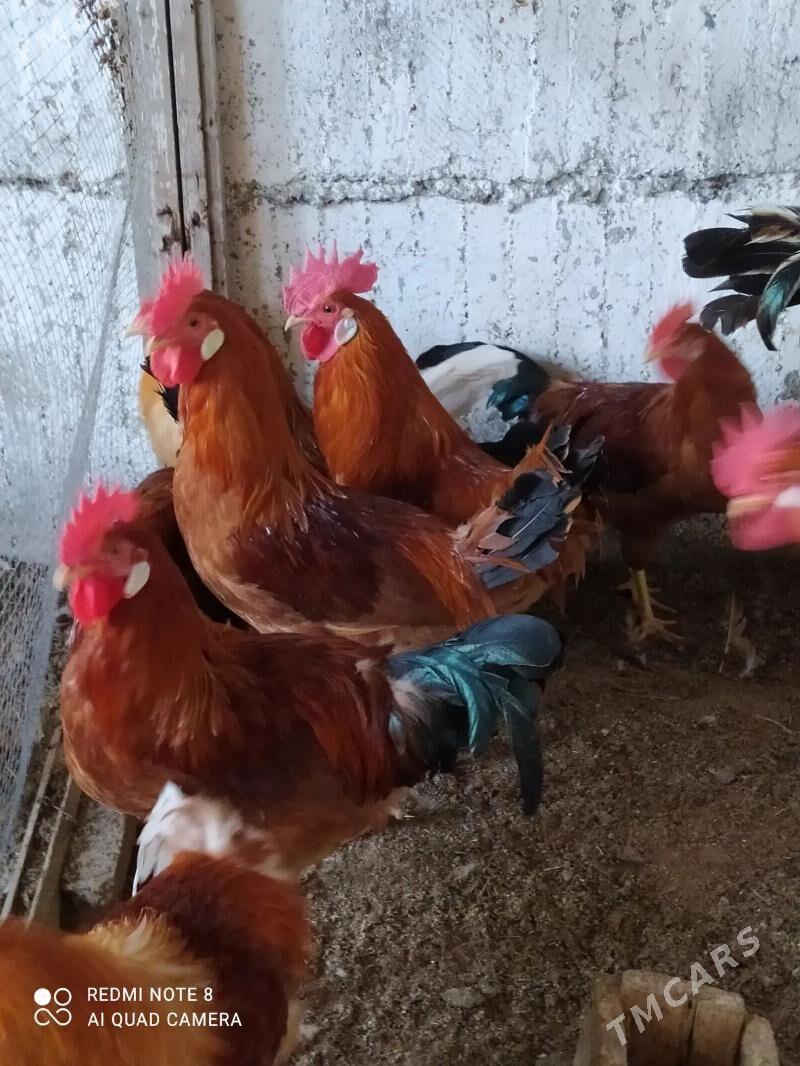 Horaz towuk - Гёкдепе - img 1