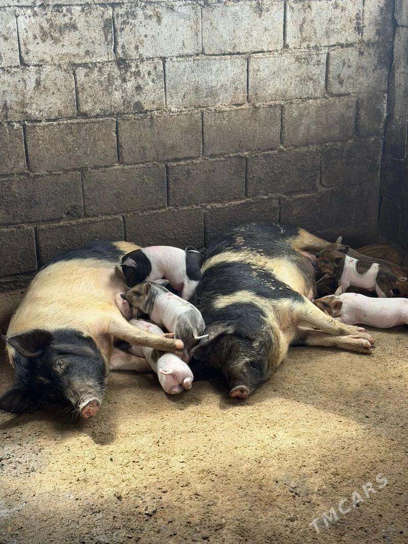 Donuz - Hojambaz - img 1