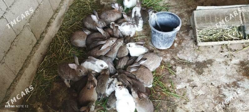 Towşan - Bagyr - img 1