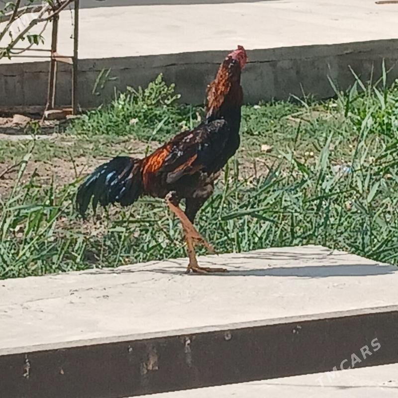 horaz - Türkmenabat - img 1