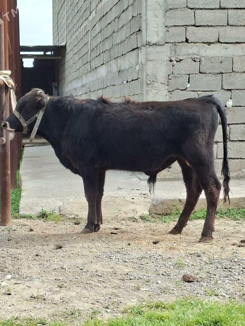 Okuzler - Aşgabat - img 1