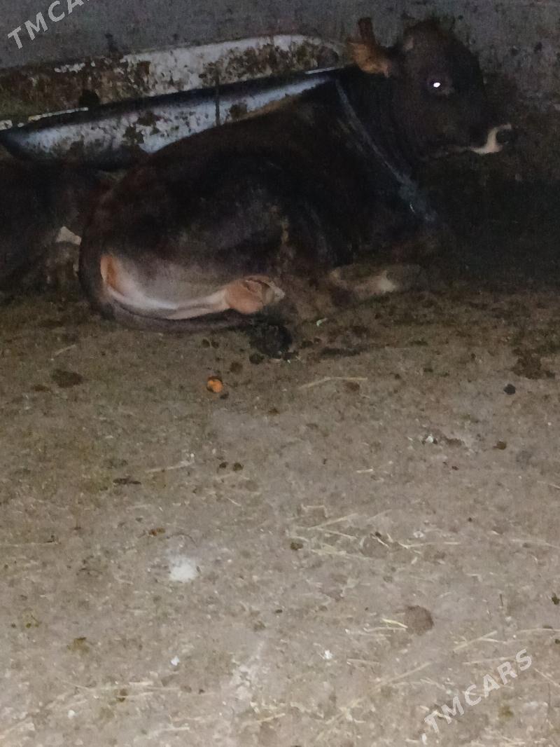 okuz - Ýaşlyk - img 1