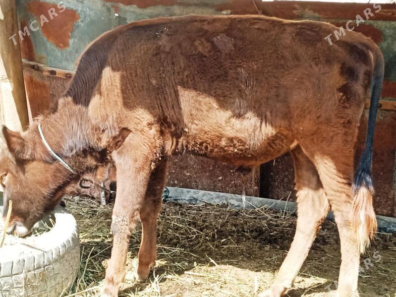 okuz - Çärjew - img 1