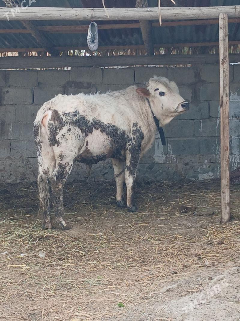 Okuz - Gökdepe - img 1