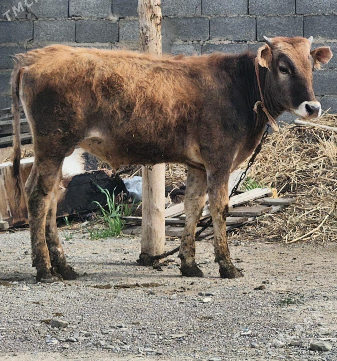 okuz - Bäherden - img 1