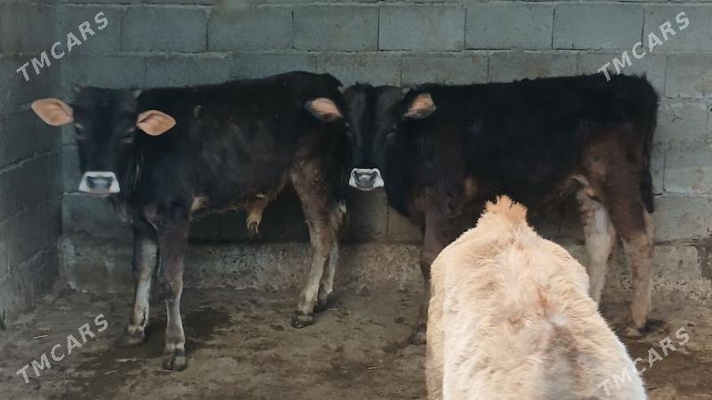 okuz - Бекреве - img 1