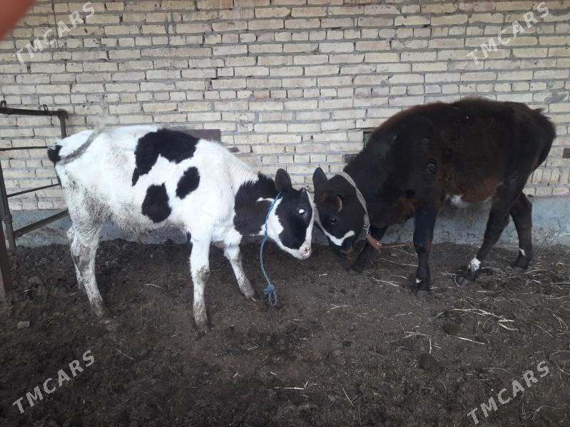 okuzler - Чарджоу - img 1