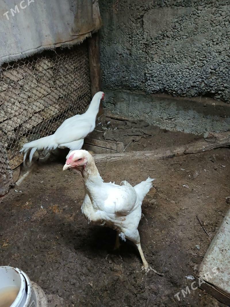 Ak Taskent - Чоганлы - img 1