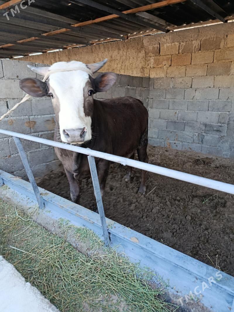 uly okuz ler - Aşgabat - img 1