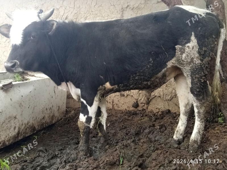 okuz - Бахарден - img 1