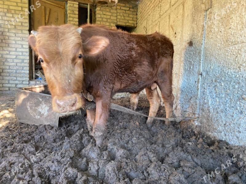 Okuz - Туркменабат - img 1