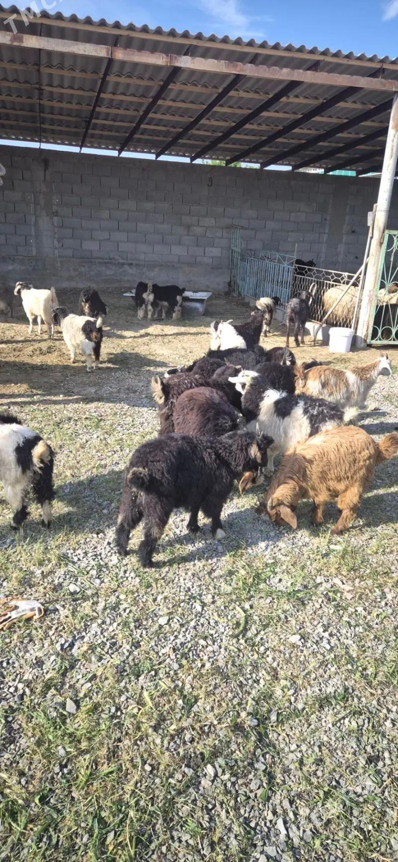 cebisler - Бахарден - img 1