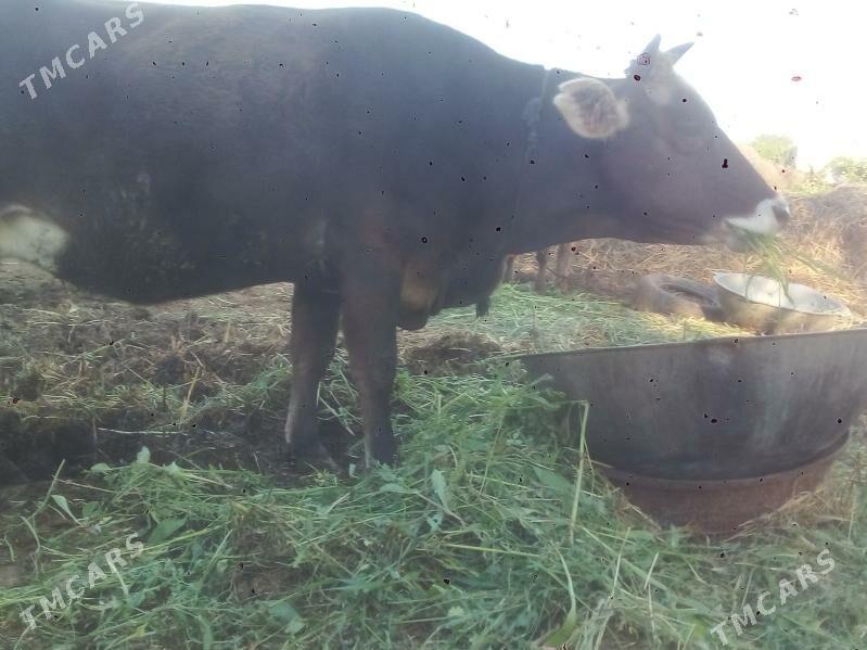 SYGYR - Gökdepe - img 1