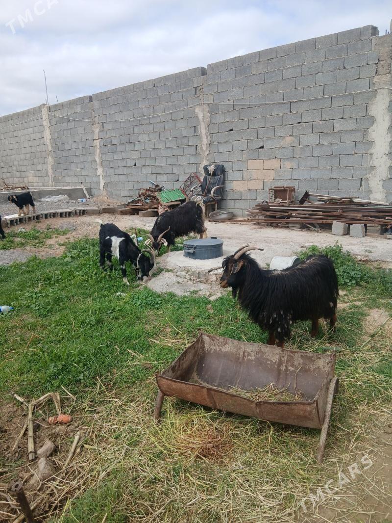 Owlakly geci - Büzmeýin - img 1